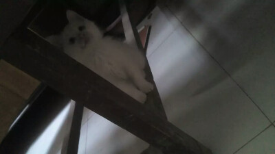 無語問青天(๑>؂<๑）