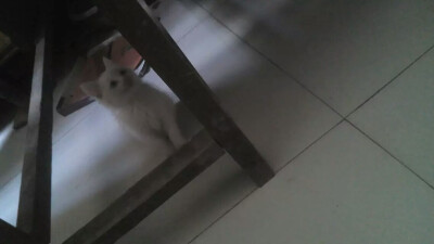 天上的星星流淚，地下的鮮花枯萎。