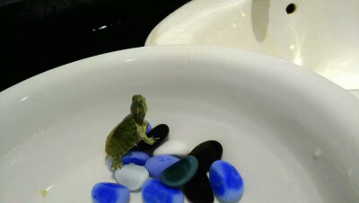 主人，銀家想上外面去看看(*∩ω∩)