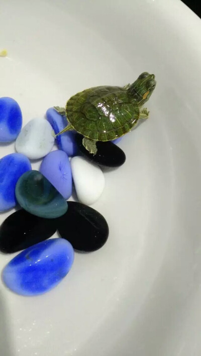 爬不出去，，，幫幫銀家吧(๑>؂<๑）