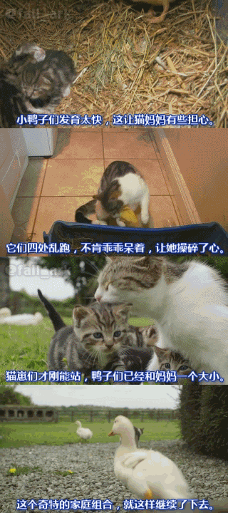 爱尔兰有一对夫妻想养一窝鸭子，谁知鸭蛋刚破壳，小鸭子们就被他们的猫叼走了，然后…..cr. net