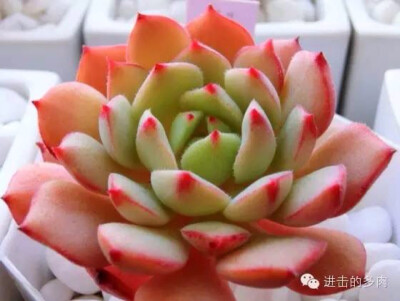 玫瑰莲Echeveria ‘Derosa’
玫瑰莲也是杂交品种，是静夜X锦司晃的杂交后代,叶片表皮摸起来有点粗糙皮革的感觉，叶缘有硬硬的细毛，出状态叶尖和叶缘会染上华丽丽的红色，特别可爱哟。情人节送ta一颗玫瑰莲表达爱意…