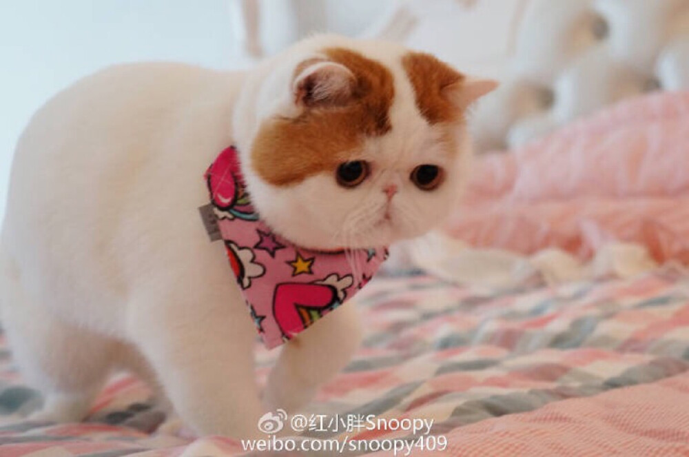 Snoopy红小胖