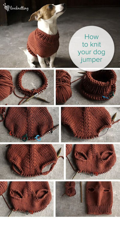 dog jumper