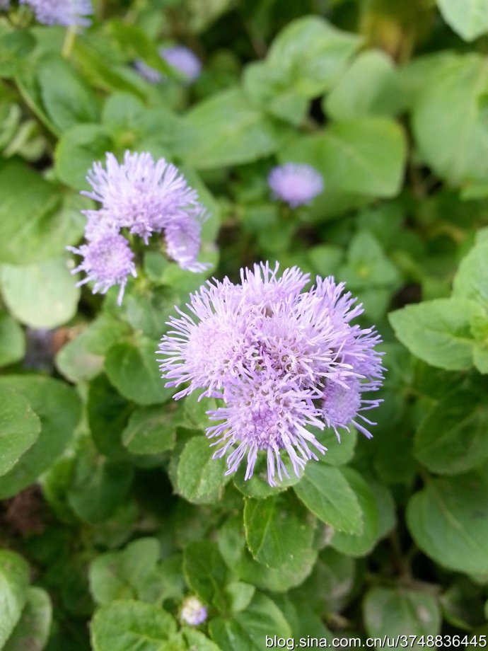 【石之若璞-花事-初秋觅花影】中文学名： 藿香蓟 ~
拉丁学名：Ageratum conyzoides L. ~
别 称： 胜红蓟,熊耳草,一枝香,臭草~
桔梗目 Campanulales-菊科 Compositae-藿香蓟属 Ageratum-藿香蓟 Ageratum conyzoides~