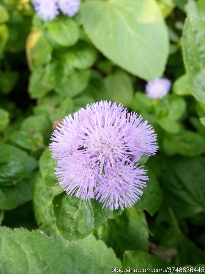 【石之若璞-花事-初秋觅花影】中文学名： 藿香蓟 ~
拉丁学名：Ageratum conyzoides L. ~
别 称： 胜红蓟,熊耳草,一枝香,臭草~
桔梗目 Campanulales-菊科 Compositae-藿香蓟属 Ageratum-藿香蓟 Ageratum conyzoides~