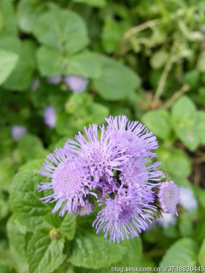 【石之若璞-花事-初秋觅花影】中文学名： 藿香蓟 ~
拉丁学名：Ageratum conyzoides L. ~
别 称： 胜红蓟,熊耳草,一枝香,臭草~
桔梗目 Campanulales-菊科 Compositae-藿香蓟属 Ageratum-藿香蓟 Ageratum conyzoides~