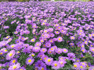 【石之若璞-花事-秋日觅花影】——天然的紫黄配——再赏盛花荷兰菊~ ~