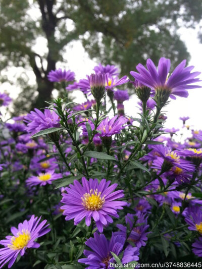 【石之若璞-花事-秋日觅花影】——天然的紫黄配——再赏盛花荷兰菊~ ~