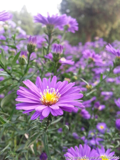 【石之若璞-花事-秋日觅花影】——天然的紫黄配——再赏盛花荷兰菊~ ~