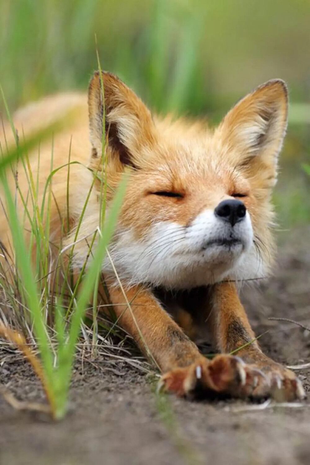 fox