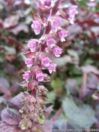 【石之若璞-花事-秋日觅花影】——紫色清香的叶片——中文学名： 紫苏 ~
拉丁学名：erilla frutescens (L.) Britt. ~
别 称： 苏,桂荏,荏,白苏,荏子,赤苏,红勾苏,红苏,黑苏,白紫苏,青苏,鸡苏,香苏,臭苏,野苏,野苏…