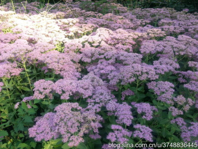 【石之若璞-花事-秋日觅花影】——蝶恋花——中文学名： 八宝景天 ~
拉丁学名：Hylotelephium erythrostictum (Miq.) H. Ohba ~
别 称： 华丽景天，长药八宝，大叶景天，八宝，活血三七，对叶景天 ~
蔷薇目 Rosal…