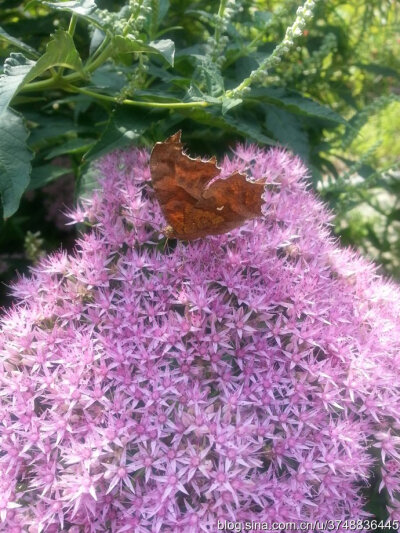 【石之若璞-花事-秋日觅花影】——蝶恋花——中文学名： 八宝景天 ~
拉丁学名：Hylotelephium erythrostictum (Miq.) H. Ohba ~
别 称： 华丽景天，长药八宝，大叶景天，八宝，活血三七，对叶景天 ~
蔷薇目 Rosal…