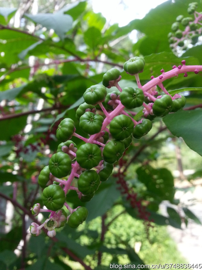 毒的"葡萄"——垂序商陆~中文学名: 垂序商陆 ~ 拉丁学名: phytolacca