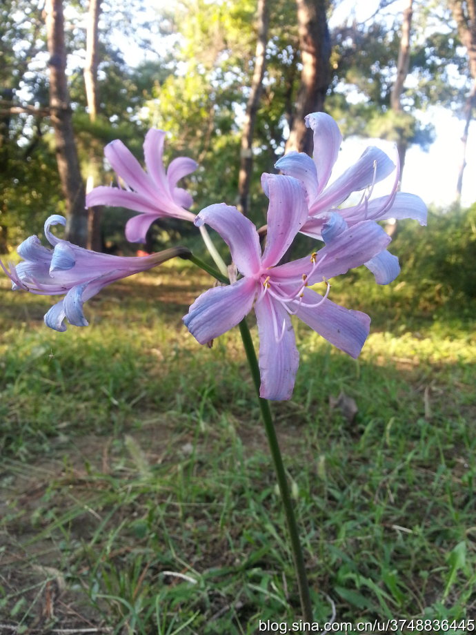 【石之若璞-花事-秋日觅花影】——林下仙子——换锦花~
中文学名：换锦花 ~
拉丁学名：Lycoris sprengeri Comes ex Baker ~
百合目 Liliiflorae-合亚目 Liliineae-石蒜科 Amaryllidaceae-石蒜属 Lycoris-换锦花 Lycoris sprengeri~