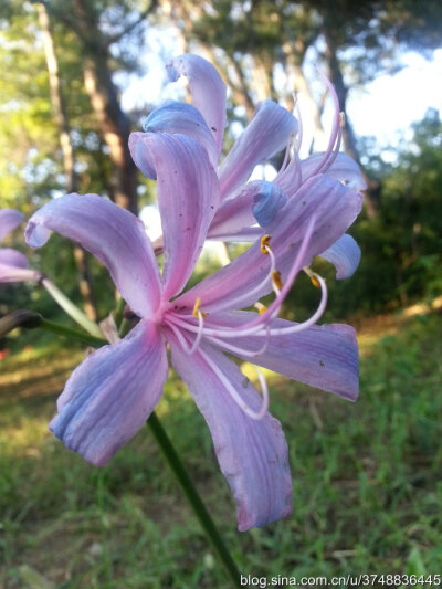 【石之若璞-花事-秋日觅花影】——林下仙子——换锦花~
中文学名：换锦花 ~
拉丁学名：Lycoris sprengeri Comes ex Baker ~
百合目 Liliiflorae-合亚目 Liliineae-石蒜科 Amaryllidaceae-石蒜属 Lycoris-换锦花 Lyc…