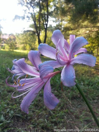 【石之若璞-花事-秋日觅花影】——林下仙子——换锦花~
中文学名：换锦花 ~
拉丁学名：Lycoris sprengeri Comes ex Baker ~
百合目 Liliiflorae-合亚目 Liliineae-石蒜科 Amaryllidaceae-石蒜属 Lycoris-换锦花 Lyc…