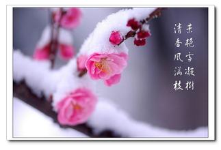 收集凡世间滴微感动，严寒白雪下傲娇挺立——-致梅花