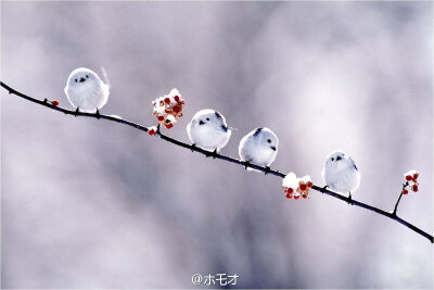 据说是世界上最呆萌的鸟类——银喉长尾山雀（Aegithalos caudatus）