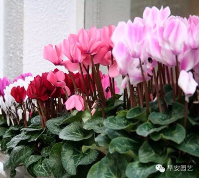 仙客来（Cyclamen persicum Mill.），别名萝卜海棠、兔耳花、兔子花、一品冠、篝火花、翻瓣莲，是报春花科、仙客来属多年生草本植物，中国在上世纪二三十年代才开始少量引进栽培的，其中文名称据说是国画大师张大千…