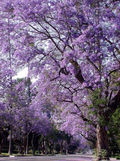 此情此景.繁花