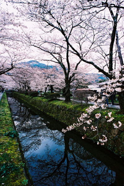 此情此景.繁花