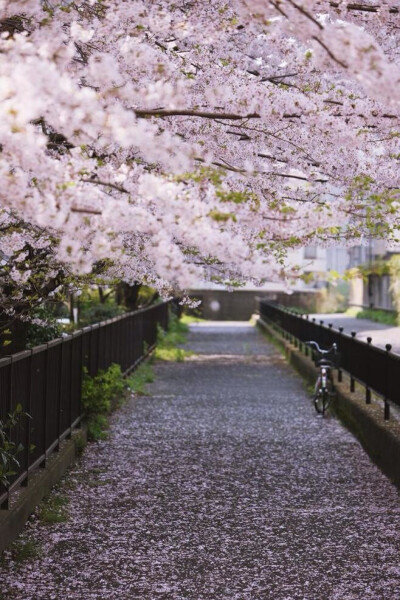 此情此景.繁花