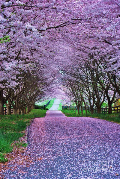 此情此景.繁花