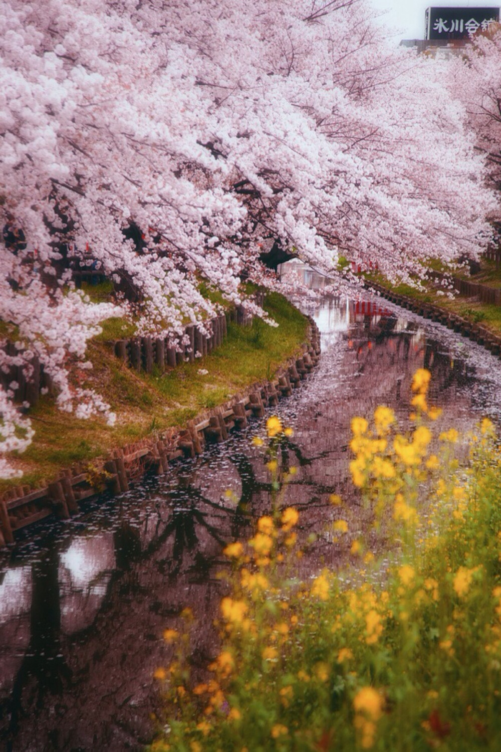 此情此景.繁花