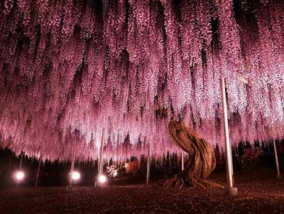 日本144岁的紫藤
日本栃木县足利公园有一棵144岁左右的紫藤，虽然它不是世界上最大的紫藤，但面积也足足有1990平方米（世界最大的紫藤位于美国加利福尼亚州，面积为4000平方米）。