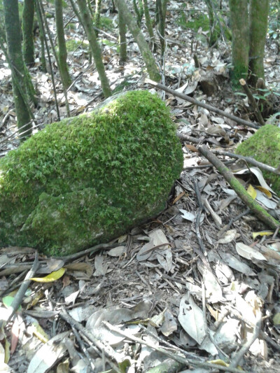 灵山寺…铺满苔藓的石头