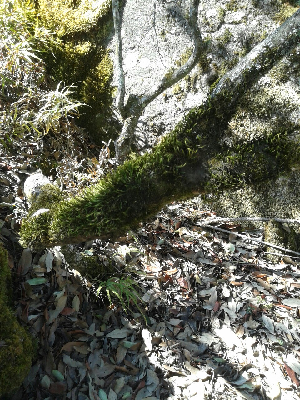 布了青苔的树枝（去往灵山寺路上）