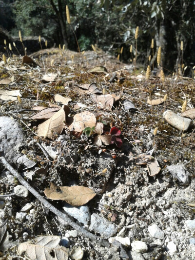 可爱的小草，小不点～～～（去往灵山寺的路上）