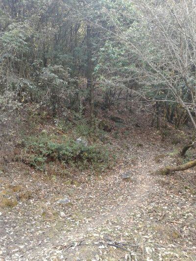 这算不算一条小路呢？好像知道它通往哪里~是去灵山寺的路吧！