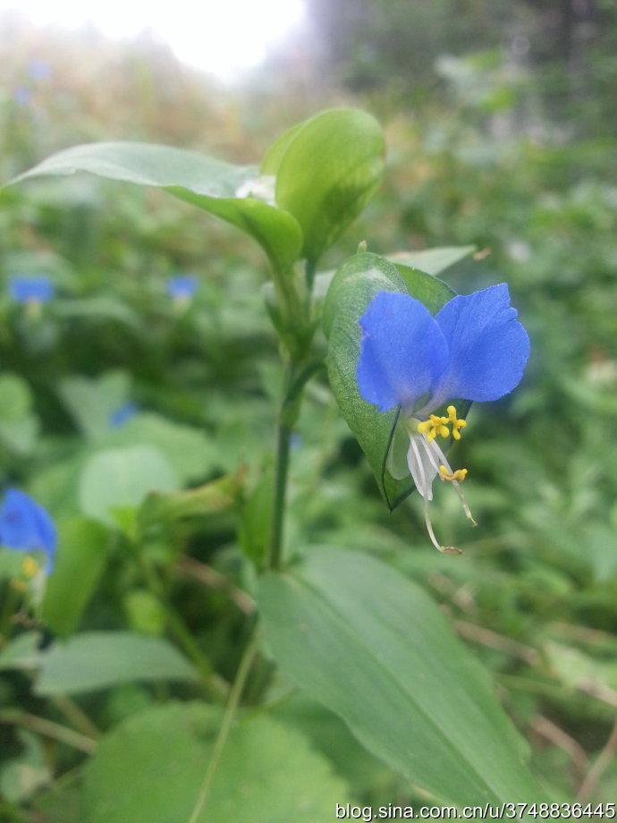 【石之若璞-花事-秋日觅花影】——晶莹的翠蝴蝶——鸭跖草~
中文学名： 鸭跖草 ~
拉丁学名： Commelina communis ~
别 称： 碧竹子,翠蝴蝶,竹芹菜,鸭儿草,挂梁青,鸭趾草,竹叶菜,淡竹叶~
鸭跖草目 Commelinales-鸭跖草亚目 Commelinineae-鸭跖草科 Commelinaceae-鸭跖草属 Commelina-鸭跖草 Commelina communis~