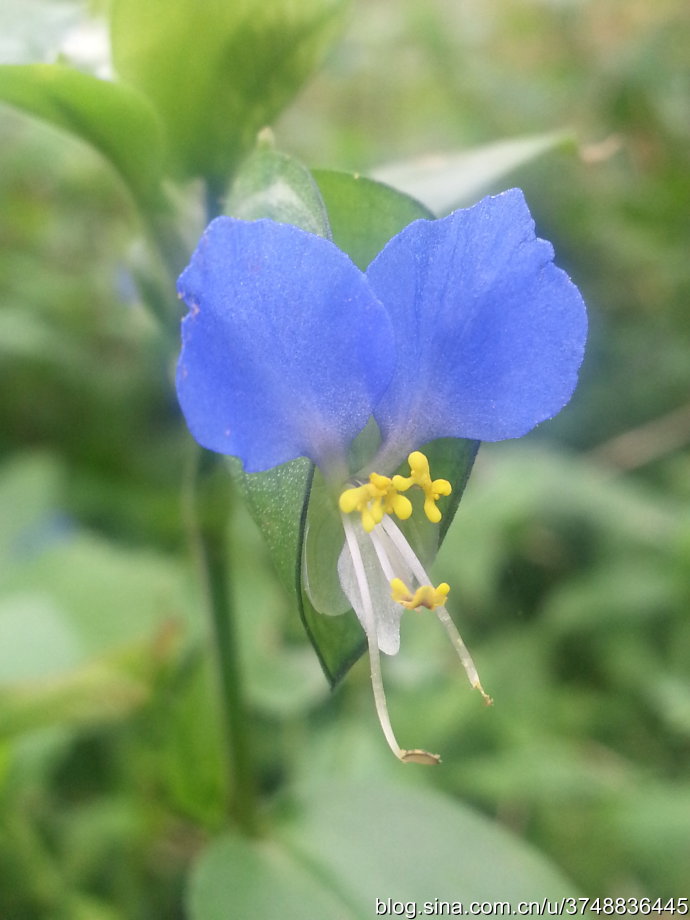 【石之若璞-花事-秋日觅花影】——晶莹的翠蝴蝶——鸭跖草~
中文学名： 鸭跖草 ~
拉丁学名： Commelina communis ~
别 称： 碧竹子,翠蝴蝶,竹芹菜,鸭儿草,挂梁青,鸭趾草,竹叶菜,淡竹叶~
鸭跖草目 Commelinales-鸭跖草亚目 Commelinineae-鸭跖草科 Commelinaceae-鸭跖草属 Commelina-鸭跖草 Commelina communis~