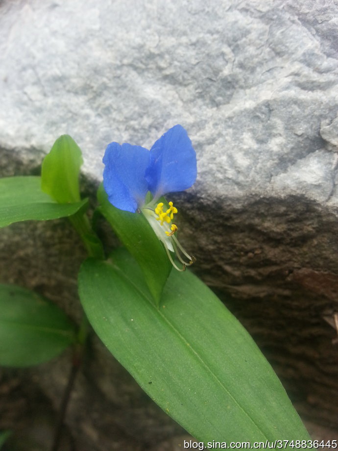 【石之若璞-花事-秋日觅花影】——晶莹的翠蝴蝶——鸭跖草~
中文学名： 鸭跖草 ~
拉丁学名： Commelina communis ~
别 称： 碧竹子,翠蝴蝶,竹芹菜,鸭儿草,挂梁青,鸭趾草,竹叶菜,淡竹叶~
鸭跖草目 Commelinales-鸭跖草亚目 Commelinineae-鸭跖草科 Commelinaceae-鸭跖草属 Commelina-鸭跖草 Commelina communis~