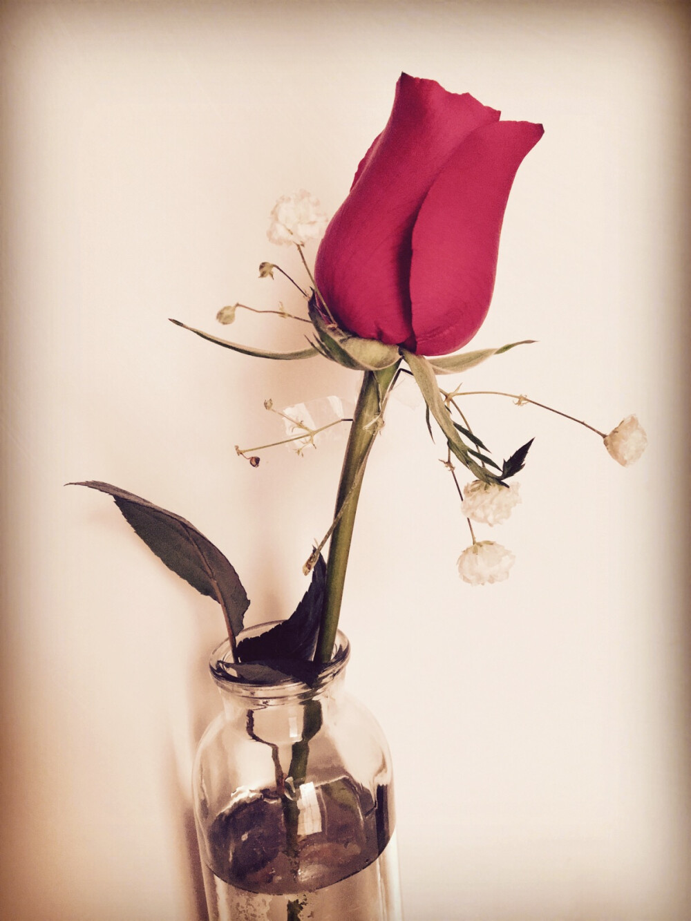 情人节的玫瑰
