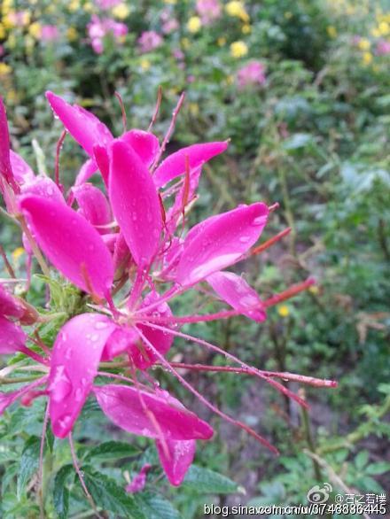 【石之若璞-花事-秋日觅花影】——神秘的“紫蝴蝶”——醉蝶花~
中文学名： 醉蝶花 ~
拉丁学名：Cleome spinosa Jacq.~
别 称： 西洋白花菜、凤蝶草、紫龙须、蜘蛛花 ~
罂粟目 Papaverales-白花菜亚目 Capparineae-白花菜科 Capparaceae-醉蝶花属 Tarenaya-醉蝶花 Tarenaya hassleriana~