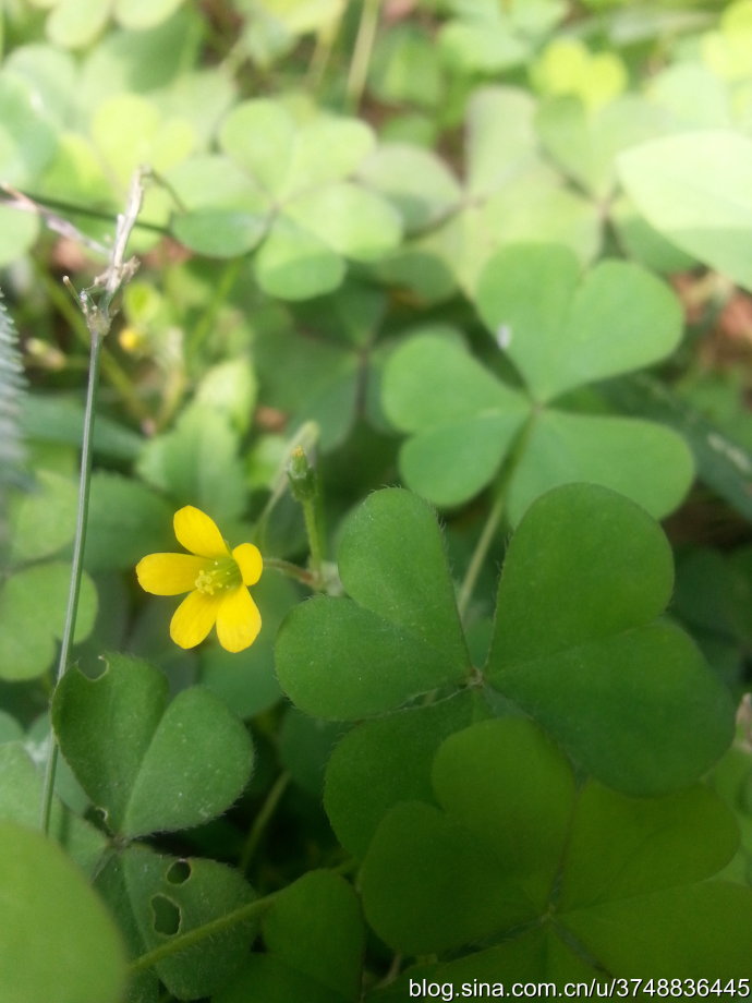 【石之若璞-花事-秋日觅花影】——酸味的“幸运草”——酢酱草~
中文学名： 酢浆草 ~
拉丁学名： Oxalis corniculata Linn. ~
别 称： 酸浆、三叶酸、三角酸、酸箕、鸠酸、雀林草、小酸茅、赤孙施 ~
英 文： Creeping Woodsorrel ~
牻牛儿苗目 Geraniales-酢酱草科 Oxalidaceae ~