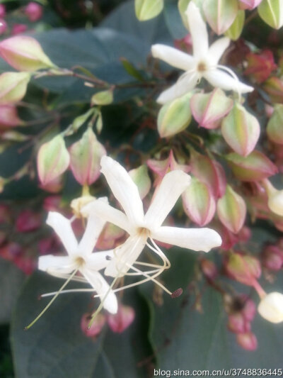 【石之若璞-花事-秋日觅花影】——白花碧果红萼的后庭花——海州常山~
中文学名：海州常山 ~
中文别名：臭梧桐,泡火桐,臭梧,追骨风,后庭花,香楸 ~
拉丁学名：Clerodendrum trichotomum ~
管花目 Tubiflorae-马鞭草…