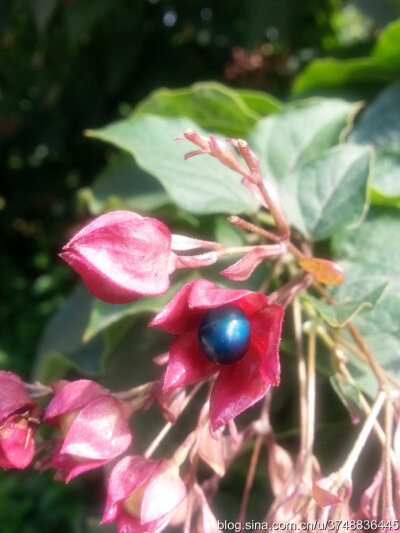 【石之若璞-花事-秋日觅花影】——白花碧果红萼的后庭花——海州常山~
中文学名：海州常山 ~
中文别名：臭梧桐,泡火桐,臭梧,追骨风,后庭花,香楸 ~
拉丁学名：Clerodendrum trichotomum ~
管花目 Tubiflorae-马鞭草…