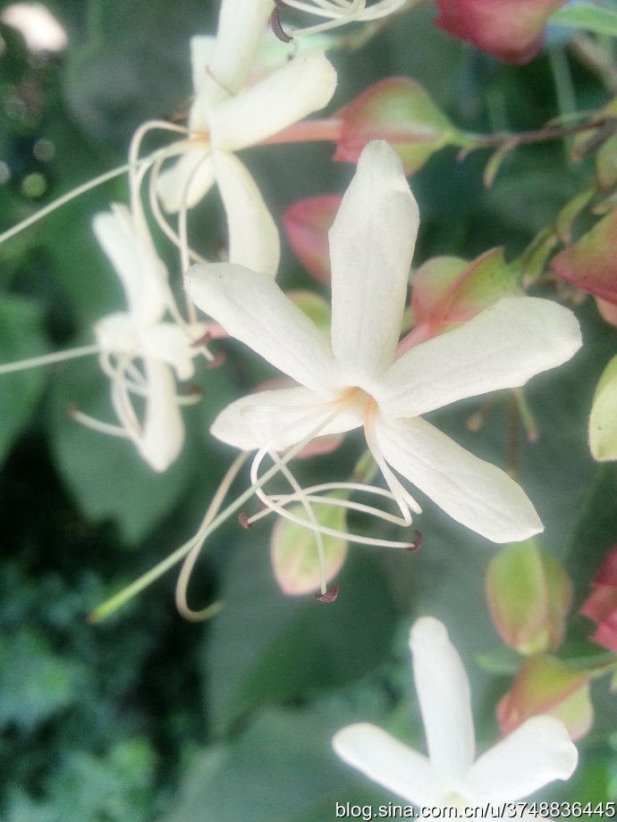 【石之若璞-花事-秋日觅花影】——白花碧果红萼的后庭花——海州常山~
中文学名：海州常山 ~
中文别名：臭梧桐,泡火桐,臭梧,追骨风,后庭花,香楸 ~
拉丁学名：Clerodendrum trichotomum ~
管花目 Tubiflorae-马鞭草亚目 Verbenineae-马鞭草科 Verbenaceae-大青属 Clerodendrum-海州常山 Clerodendrum trichotomum~