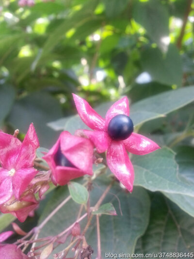 【石之若璞-花事-秋日觅花影】——白花碧果红萼的后庭花——海州常山~
中文学名：海州常山 ~
中文别名：臭梧桐,泡火桐,臭梧,追骨风,后庭花,香楸 ~
拉丁学名：Clerodendrum trichotomum ~
管花目 Tubiflorae-马鞭草…