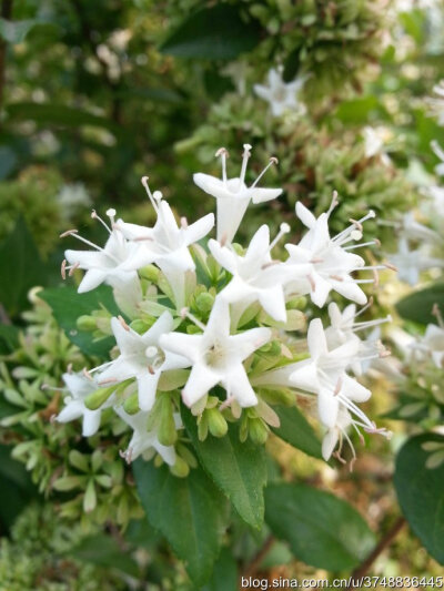 【石之若璞-花事-秋日觅花影】——能看不能吃的“油炸零食”——糯米条~
中文学名： 糯米条 ~
拉丁学名： Abelia chinensis R. Br. ~
别 称： 茶树条 ~
英文名： Chinese Abelia ~
川续断目 Dipsacales-忍冬科 C…