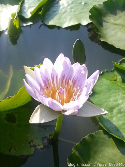 【石之若璞-花事-秋日觅花影】——“妖艳”的水中“神圣之花”——睡莲~
中文学名 ：睡莲 ~
拉丁学名：Nymphaea tetragona ~
别 称： 子午莲、粉色睡莲、野生睡莲、矮睡莲、侏儒睡莲 ~
毛茛目 Ranunculales-睡莲…