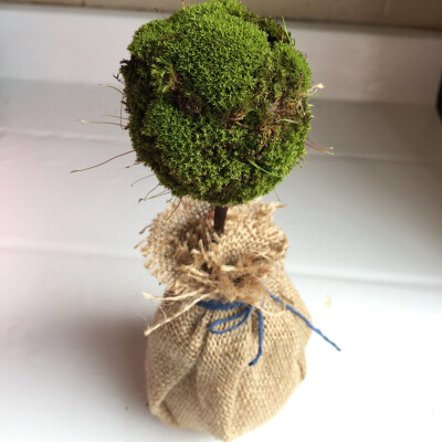 颜植 moss topiary tree