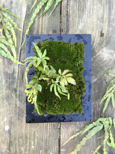 颜植 苔藓相框 冬日的蕨