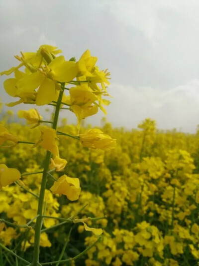 油菜花